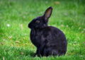 Why Do Rabbits Flick Their Ears, and When to Be Concerned