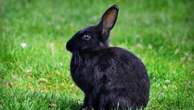 rabbit ear