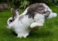 Why Do Rabbits Thump Their Hind Legs