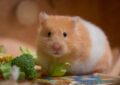 Why Is Fresh Food Important in a Hamster’s Diet