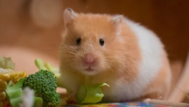 Why Is Fresh Food Important in a Hamster's Diet