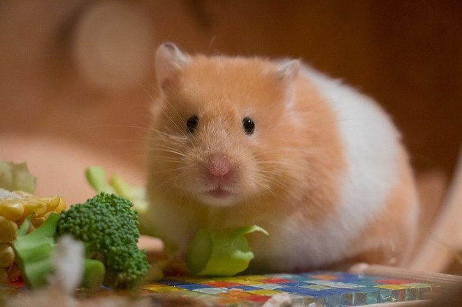 Why Is Fresh Food Important in a Hamster's Diet