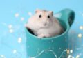 Why Is Hamster Socialization Important for Their Happiness