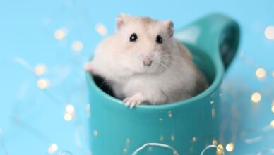 Hamster Socialization Important for Their Happiness