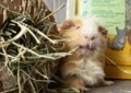 Why Is Hay Essential in a Guinea Pig’s Diet