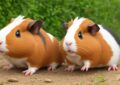 Why Is Playtime Important for Guinea Pig Mental Stimulation