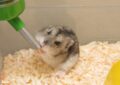 Why Should Hamsters Have Access to Clean and Fresh Water?