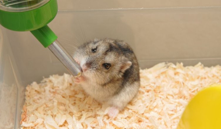 Why Should Hamsters Have Access to Clean and Fresh Water? 1