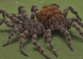Easy-To-Care-For Tarantula Species: the Perfect Low-Maintenance Pet