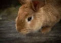 Why Do Rabbits Have Whiskers, and What’s Their Purpose