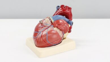 a model of a human heart on a white surface