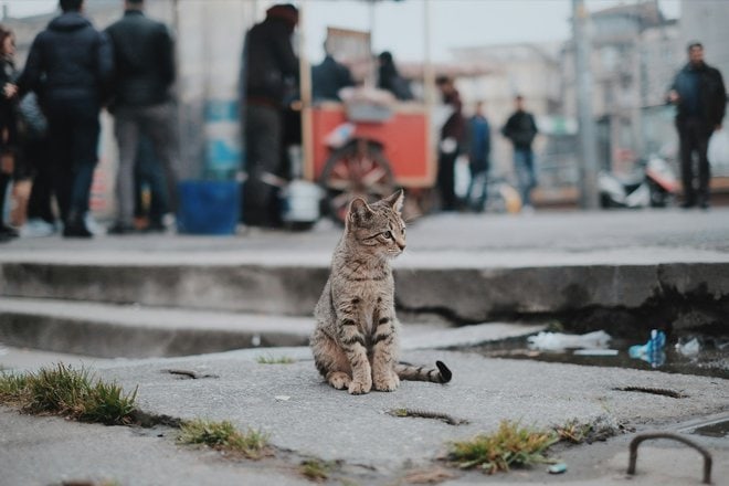 brown tabby cat sitting on concrete