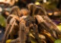 Expert-Backed Tarantula Handling Hacks for New Pet Owners