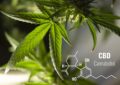 What Is The Difference Between Cbd Capsules And Cbd Softgels?
