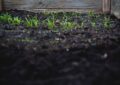 Why Soil Drainage Matters For Plant Health And How To Improve Garden Drainage