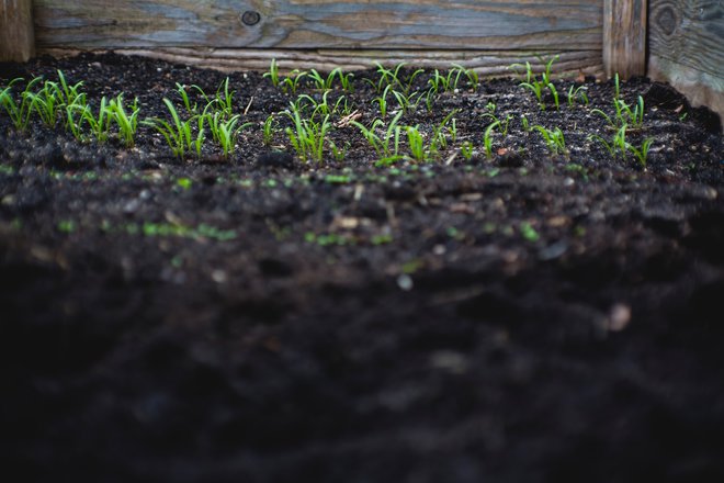 Why Soil Drainage Matters For Plant Health And How To Improve Garden Drainage