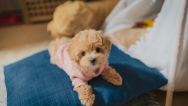 white long coated small dog on blue textile