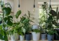 What Is Indoor Gardening And How To Cultivate A Thriving Garden Indoors