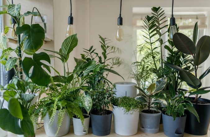 What Is Indoor Gardening And How To Cultivate A Thriving Garden Indoors