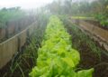 Growing Your Own Vegetables: Tips For A Successful Vegetable Garden