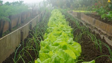 Growing Your Own Vegetables: Tips For A Successful Vegetable Garden