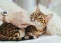 Battling Feline Infectious Peritonitis: Symptoms and Hope