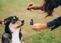How To Choose The Right Cbd Product For Pet Health?