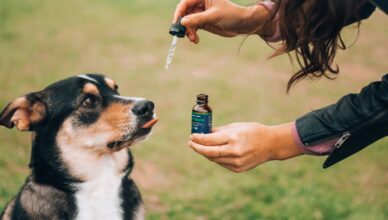 How To Choose The Right Cbd Product For Pet Health?