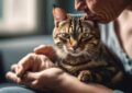 The Dangers of Feline Heartworm Disease: An Owner’s Guide