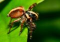 Beginner’s Guide: Expert Tips for Handling Tarantulas Safely