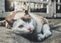 Detecting Dental Disease in Cats: What Every Owner Should Know