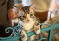 Feline Ringworm: Identification and Treatment Strategies
