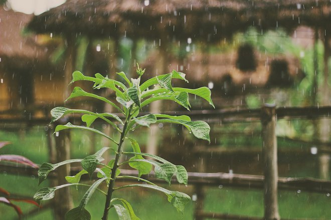 Why Creating A Rain Garden Is Environmentally Friendly And How To Design Your Rain Garden