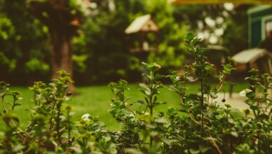 Designing A Low-Maintenance Garden: Strategies For Easy Care And Long-Lasting Beauty