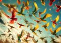 Winged Wonders: Understanding the Flight Patterns of Parrots