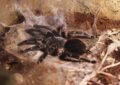 Expert Tarantula Handling: Your Step-by-Step Guide