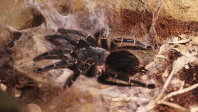Expert Tarantula Handling: Your Step-by-Step Guide
