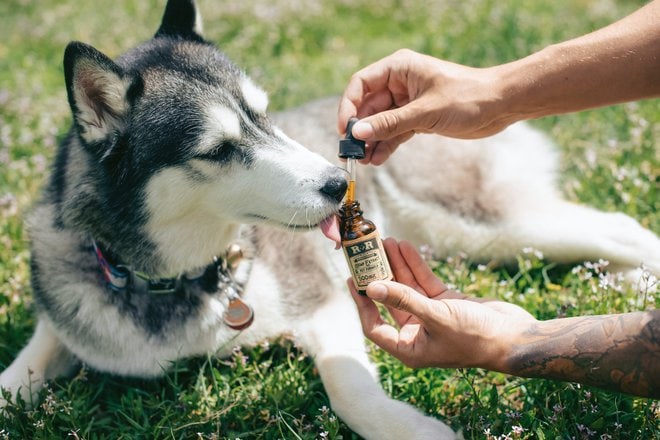 How To Properly Administer Cbd To Pets?
