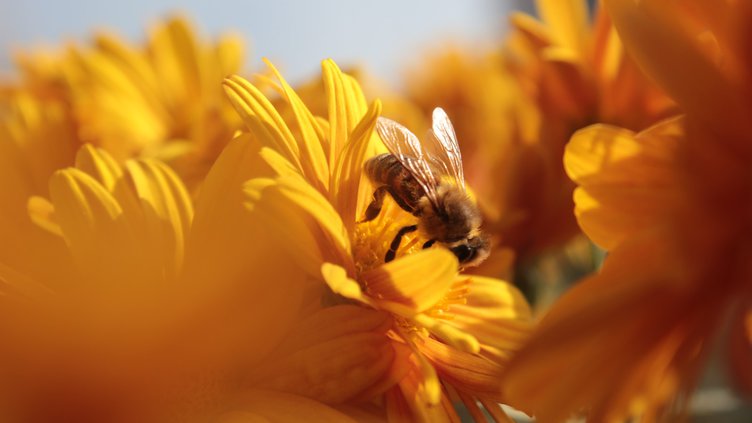 Why Creating A Bee-Friendly Garden Is Essential And How To Attract Bees To Your Garden