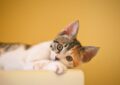 Allergies in Cats: Recognizing the Signs and Providing Relief
