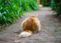 Confronting Obesity in Cats: Health Risks and Prevention