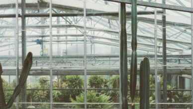 What Are Greenhouse Gardens And How To Set Up And Care For A Greenhouse