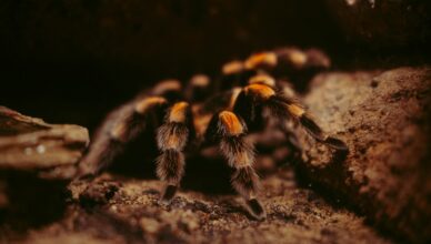 brown and black tarantula on brown soil