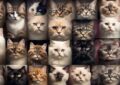 TOP 20 Cutest Cat Breed That Everyone Loves
