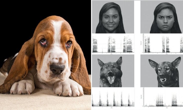 Can Dogs Sense Human Emotions?