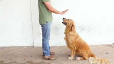 Can Older Dogs Learn New Tricks