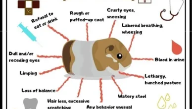 Heatstroke in Guinea Pigs: Prevention and Emergency Care