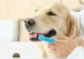 How to Properly Brush Your Dog’s Teeth