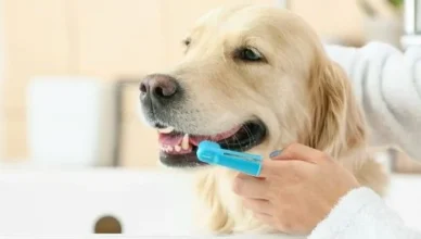 How to Properly Brush Your Dog's Teeth