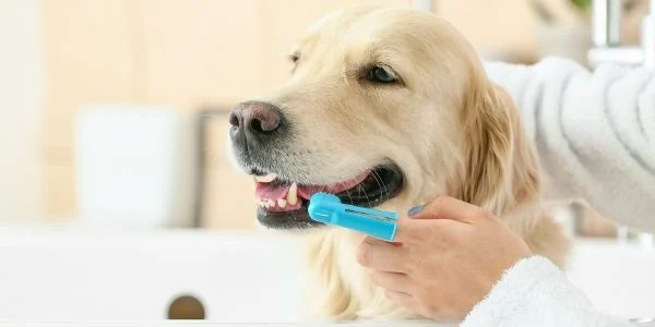 How to Properly Brush Your Dog's Teeth